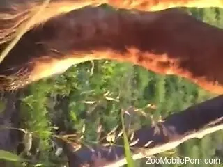 Huge cock of a horse is any zoophile's dream