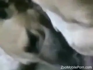 Doggie is about to give a blowjob to zoophile