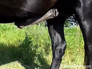 Black stallion exposes huge shaft before zoo sex