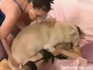 White dog is having sex with two chicks in zoo porn