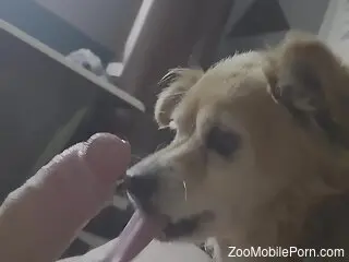 Kinky doggie knows a lot about oral zoo sex
