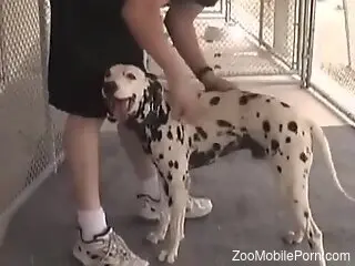 Dalmatian is having zoo sex with a zoophile