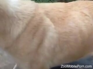 Zoophile is humping his dog outdoors