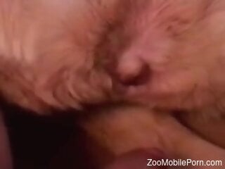 Dog's wet pussy is hammered during zoo porn