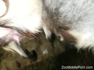 amateur man fucks the furry animal in ways that seem extreme