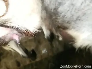 amateur man fucks the furry animal in ways that seem extreme