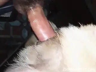 Amateur man films himself fucking the dog in loud scenes