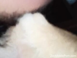 Amateur man films himself fucking the dog in loud scenes