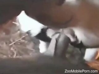 Strong male deep fucks the goat in merciless hardcore rounds