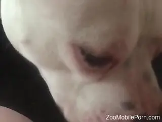 Dog licks woman's clit and stimulates her until she comes