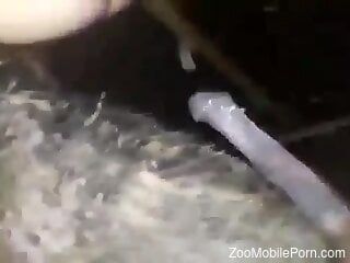 Amateur man gets fucked by the farm animal in rough positions