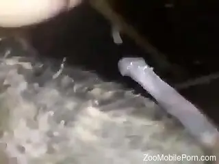 Amateur man gets fucked by the farm animal in rough positions