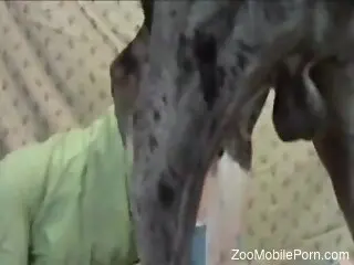 Amateur woman granted endless dog dick to tear her pussy