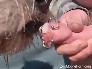 Aroused man with a pierced cock likes to play with animals