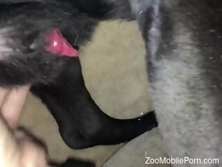 Needy male grabs the dog's dick for some naughty fun with it