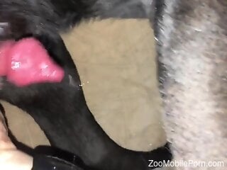 Needy male grabs the dog's dick for some naughty fun with it