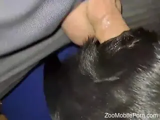 Clothed man pulls out his dick and fucks the dog in rough manners
