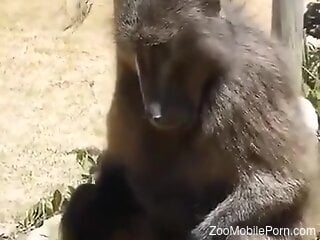 Horny monkey gets filmed while it prepares to fuck females