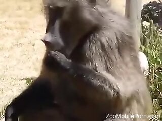 Horny monkey gets filmed while it prepares to fuck females