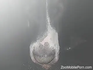 Late-night amateur dog porn in insane positions