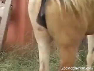 Man films the moment a stallion fucks its female