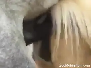 Man films the moment a stallion fucks its female