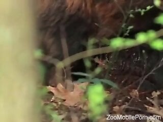 Amateur guy tapes animals at the zoo during their mating