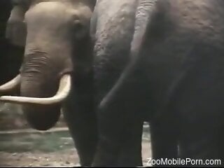 Amateur guy tapes animals at the zoo during their mating