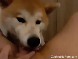 Dog licks woman's big clit until she reaches the best orgasm