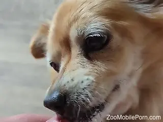 Dog licks man's hefty dong until he comes