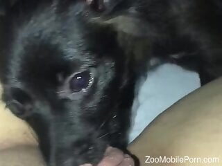 Dog licks woman's wet cunt so good that she comes harder than ...