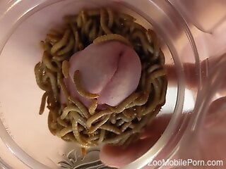 Man feels pleasure by putting the dick in a glass full with worms