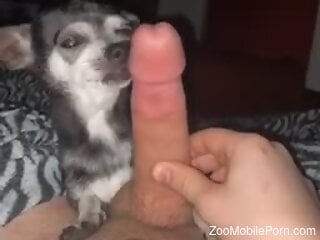 Small dog licks owner's huge dick in extra sloppy manners