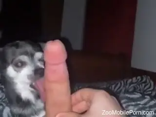 Small dog licks owner's huge dick in extra sloppy manners